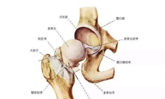 然也不会休息这么久；穆雷受伤的地方是髋关节，就是我们俗称的股骨头。