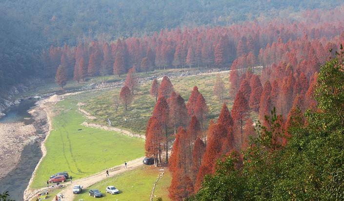 藏在浙山河涧处，有个世外桃源，满眼梦幻红杉林，而且鲜为人识！