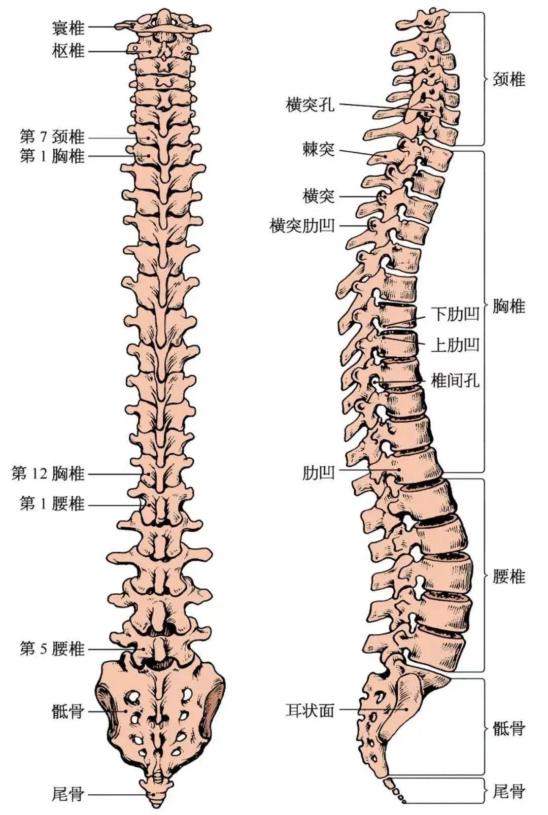 两个办法教你一分钟自测脊柱侧弯，一路来看！