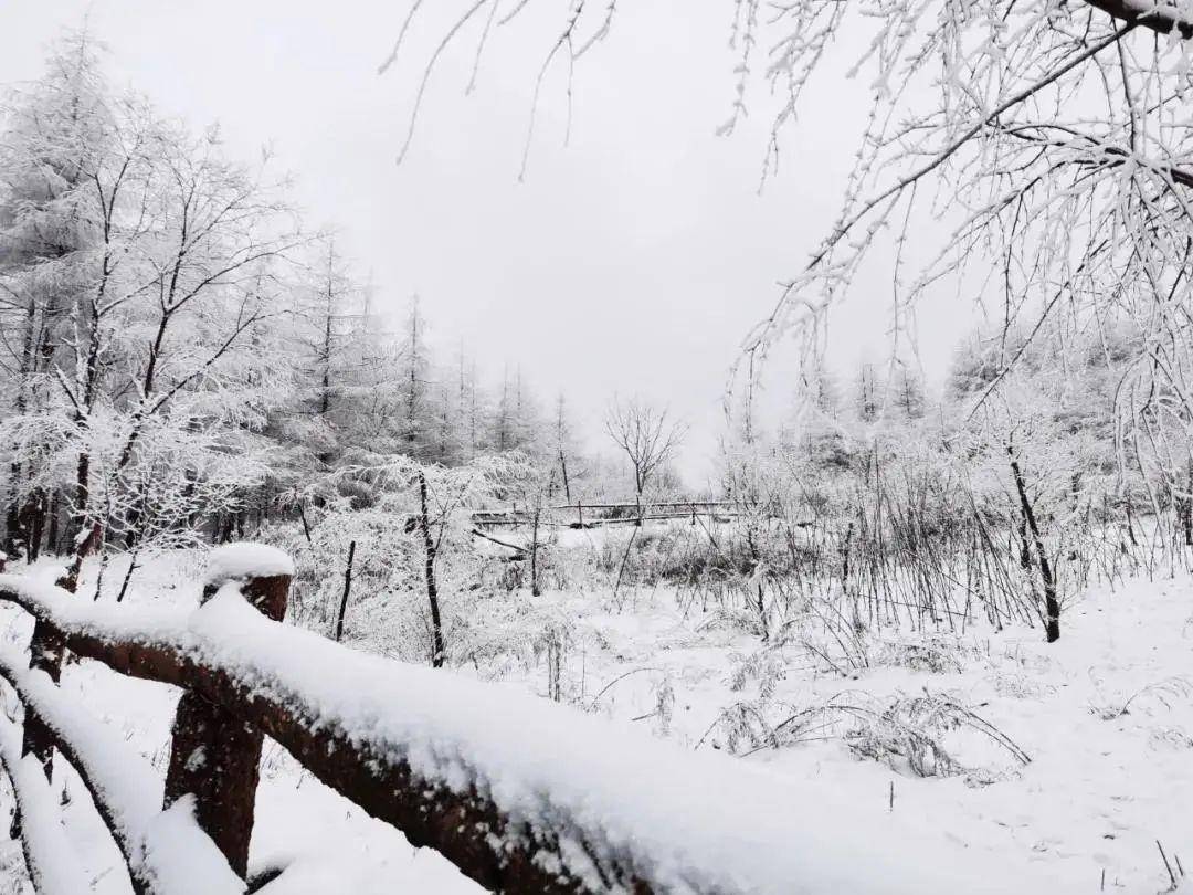 【曾家山】曾家山绝美雪景来袭，请查收！