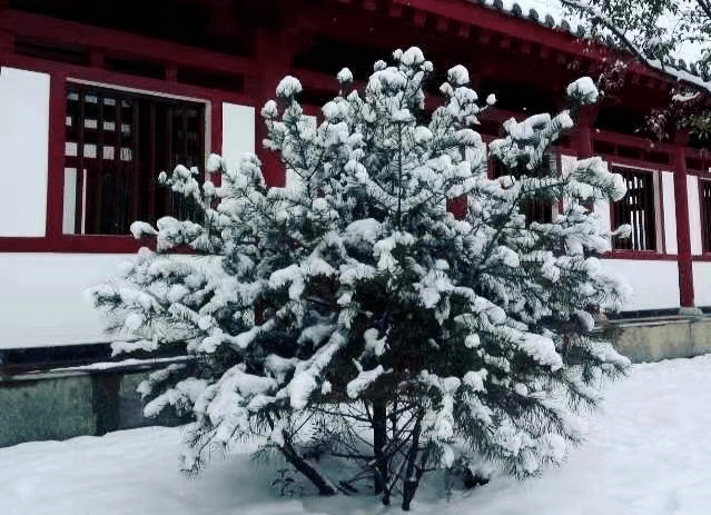 齐洪松咏雪诗词11首