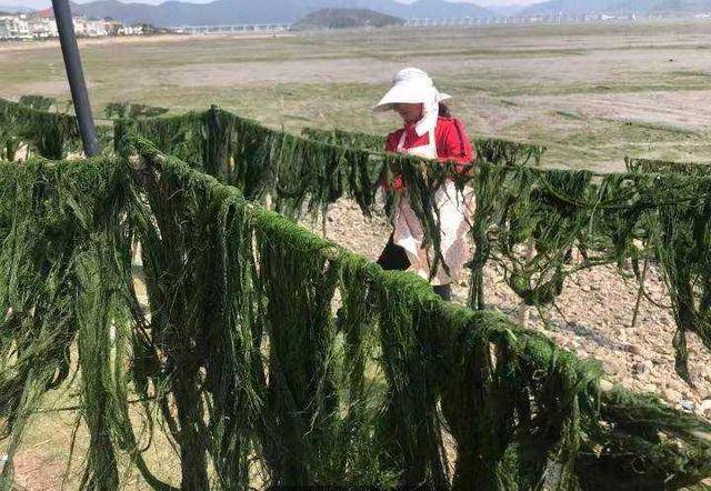 青年与海的约定你吃到的海苔饼干，此中的海苔多半来自他的企业