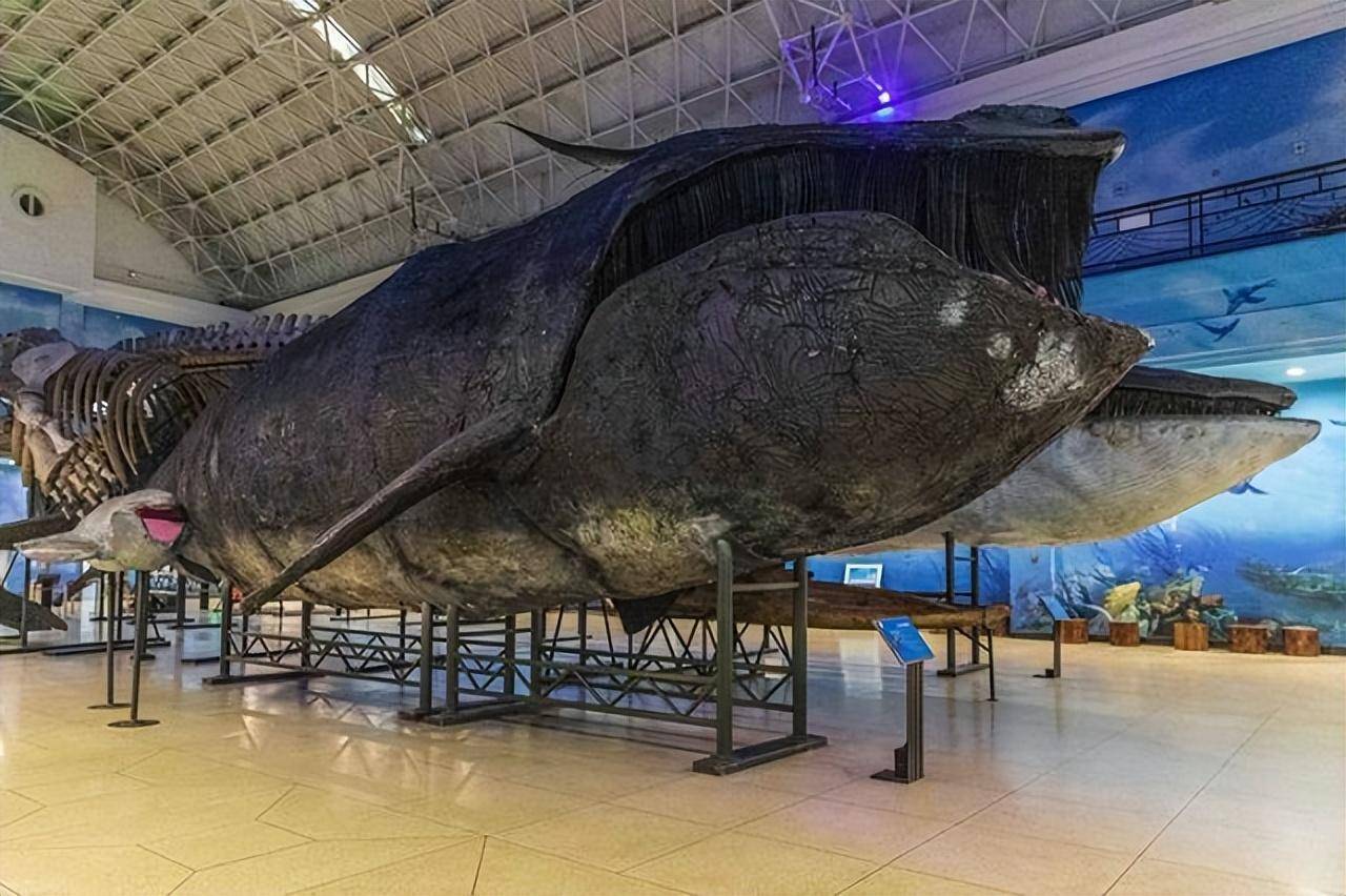 原创
            世界上体型最大的十种动物，你知道几种？最后一种舌头重达两吨插图6