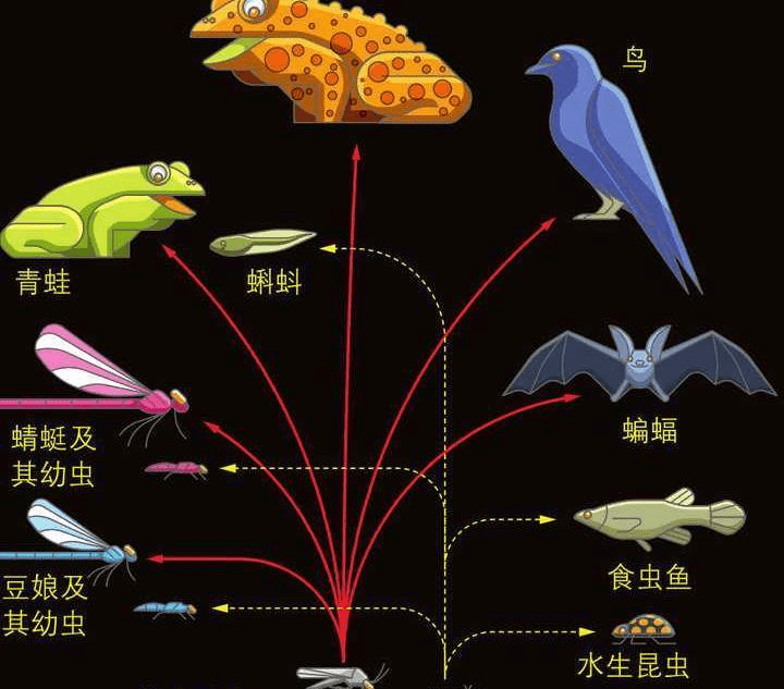 提议全面覆灭蚊子？蚊子在地球上有啥用？假设灭绝，会有何影响？