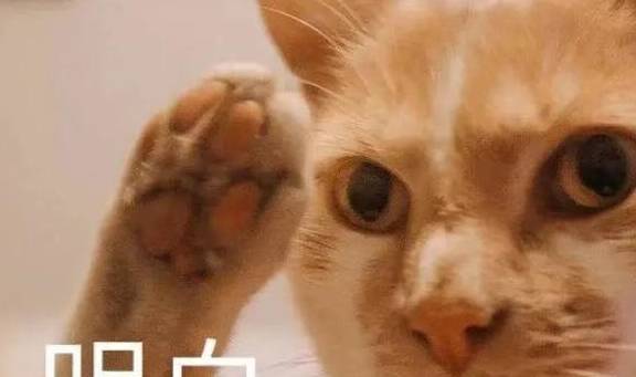 猫和诗人的罗曼蒂克史