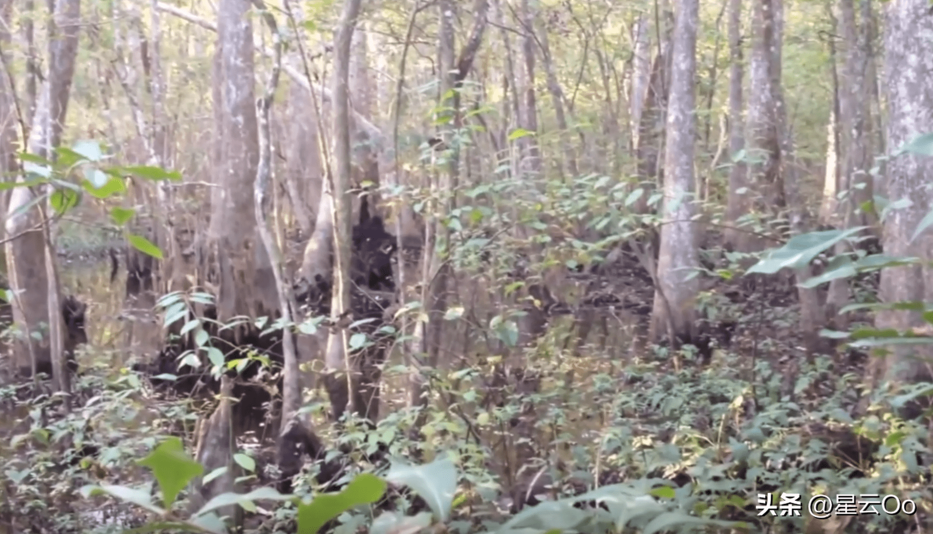 爬山者拍摄到未知巨猿并遭到攻击，6个最实在的大脚怪视频