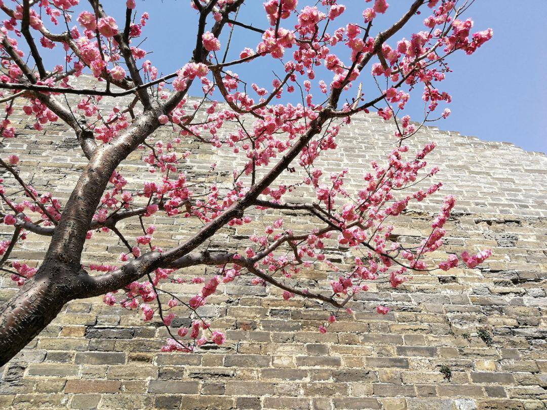 春日赏花图鉴，北京那片梅花即将盛开，就在二环里