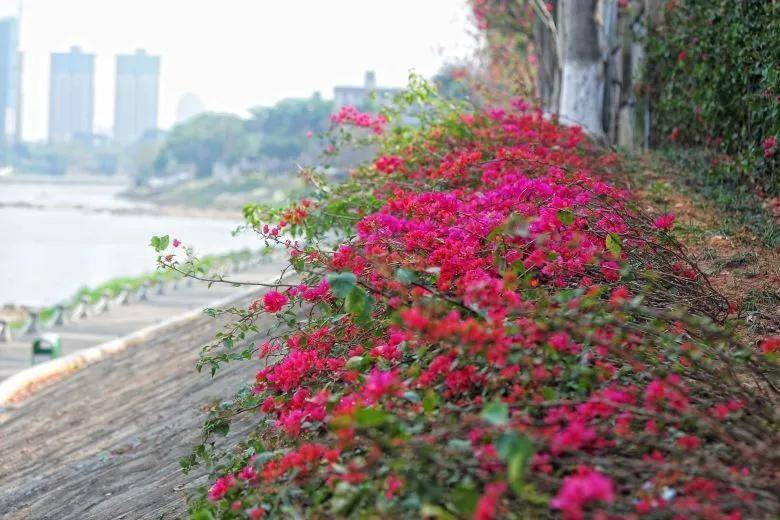 大片！钦州市区那些花海美哭了！你带着她，她带着丝巾