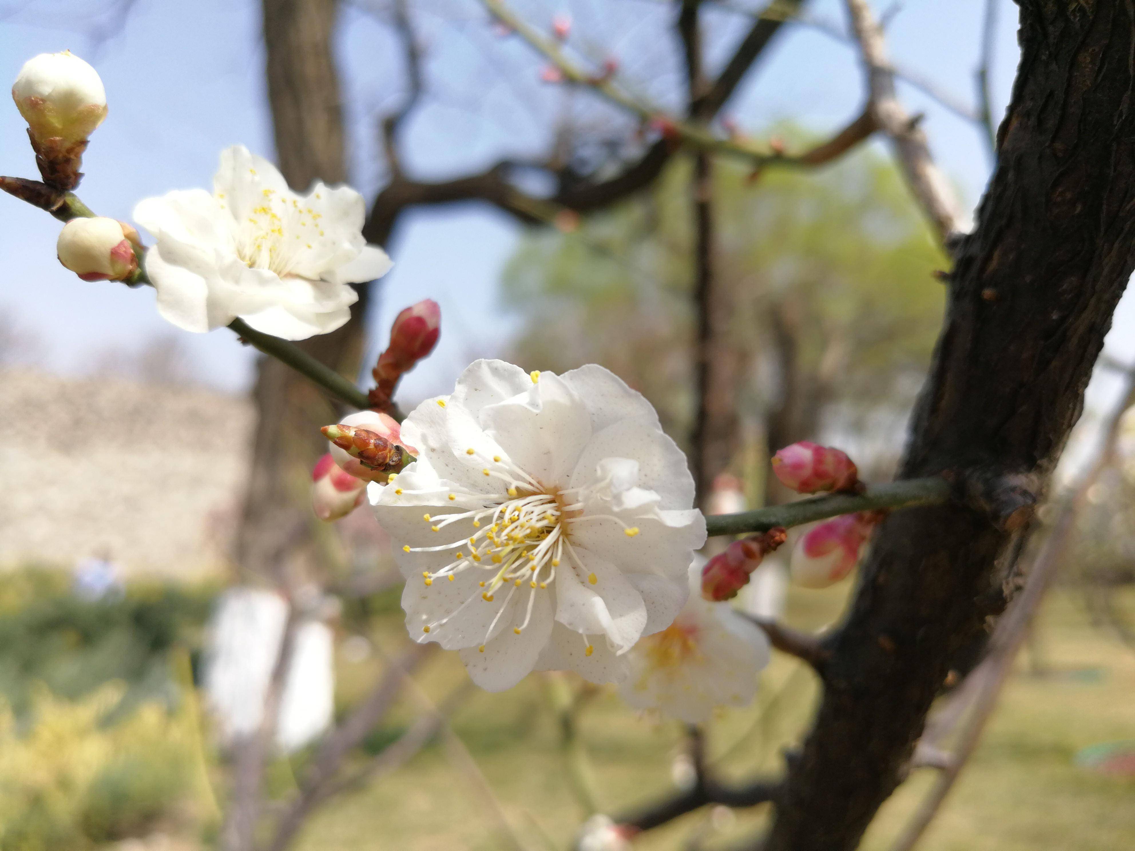 春日赏花图鉴，北京那片梅花即将盛开，就在二环里