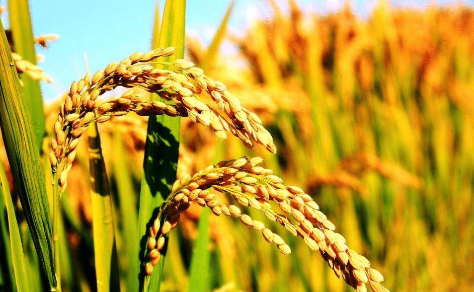 ɽ������������ݺ᣿ǳ̸�Ŵ��й���ϣ�������Ļ������ ...