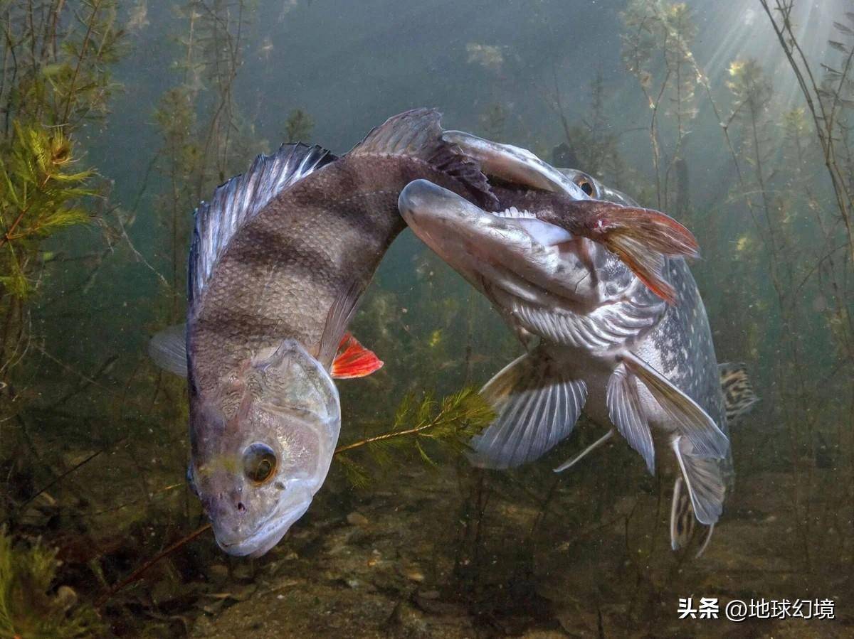 世界罕见生物_世间罕有生物_苏泊罕大草原有湖吗