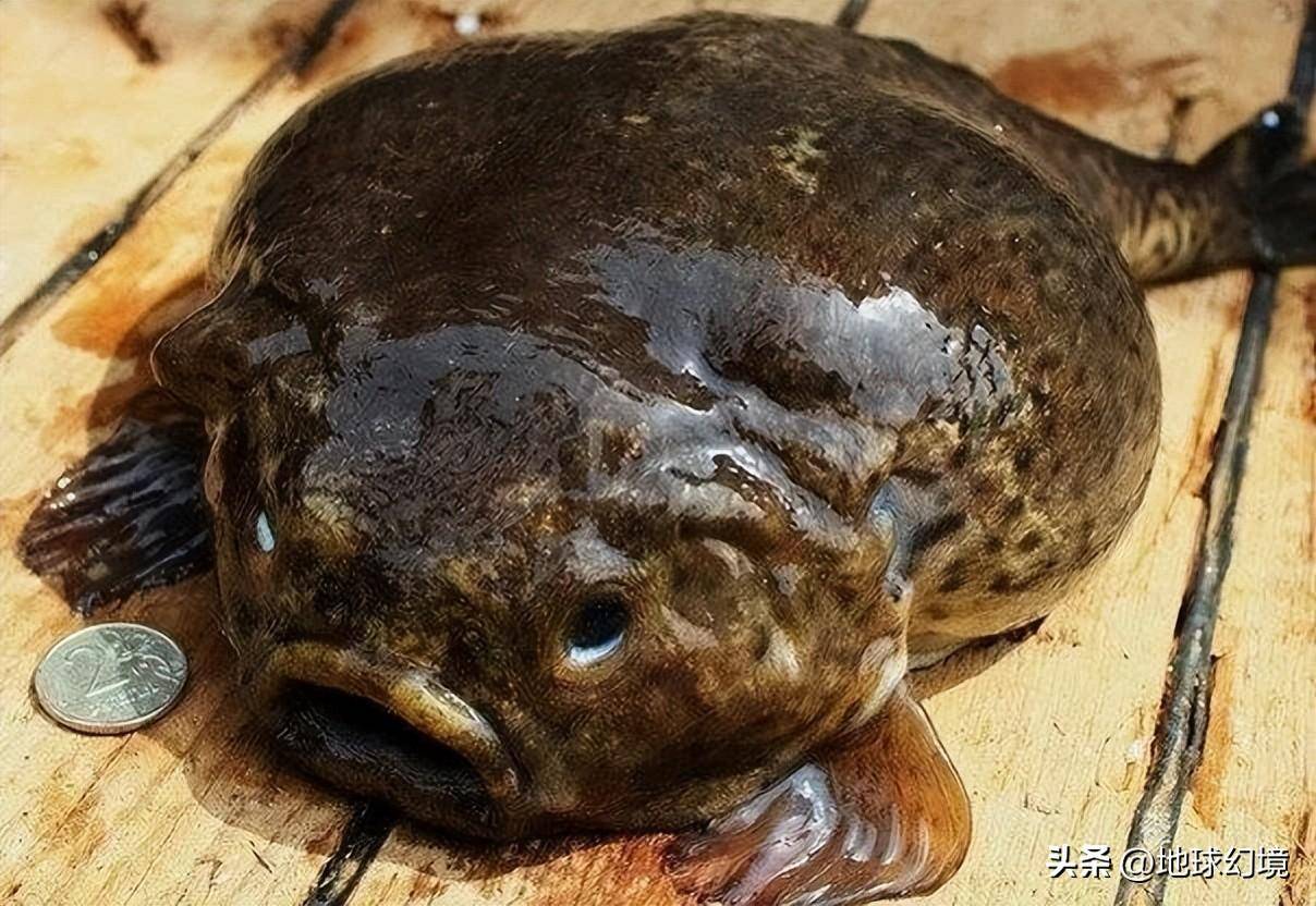 40张罕见生物照：僵尸蝉爬行如同行尸走肉，树蛙鼓出眼珠如同变身
