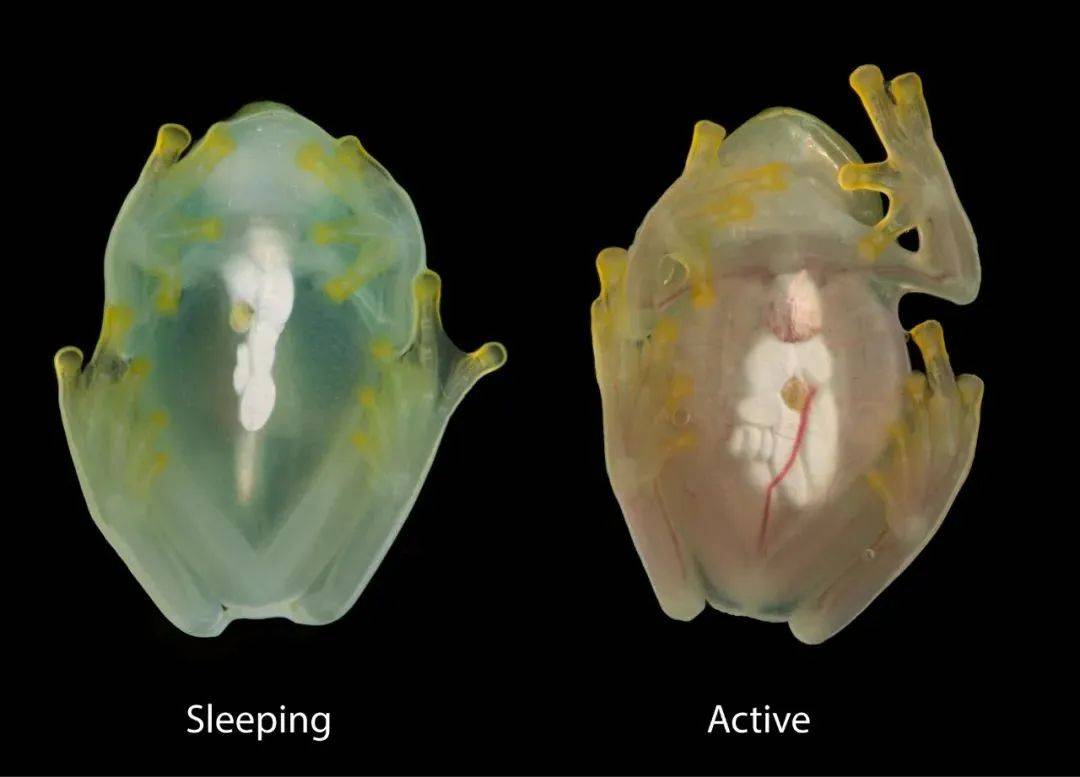 科学家提醒脊椎动物奇异通明，助寻找治疗人类血栓和中风的新办法