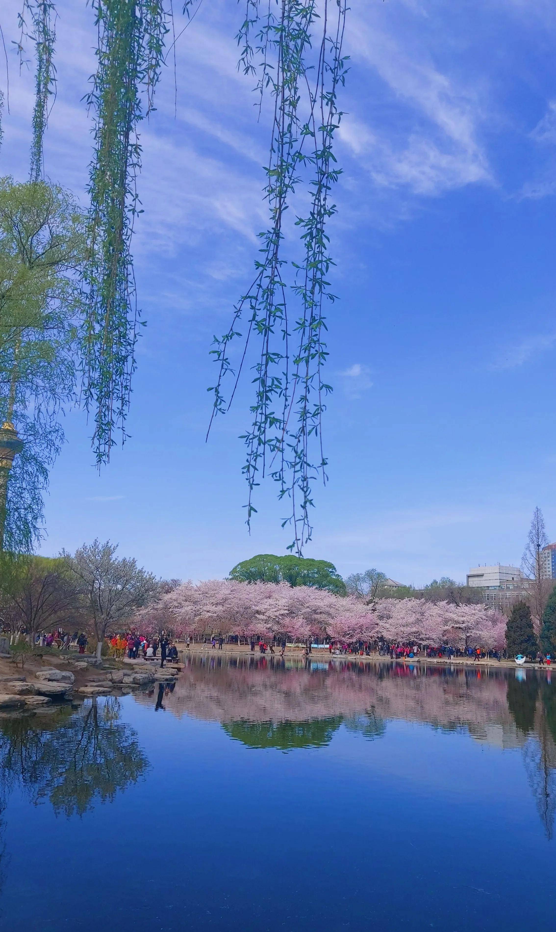 玉渊潭樱花节：水嵋潭幽三千尺，不及樱花送我情