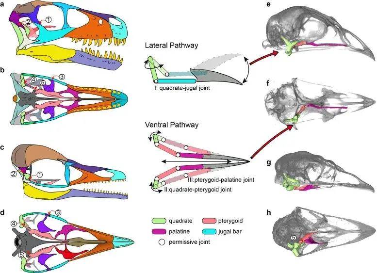化石显示现代鸟类头骨是由具有鸟类特征的恐龙混合演变而来
