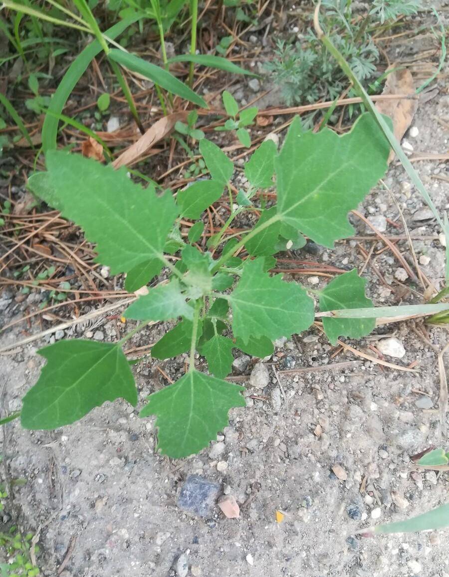 6种野菜不消买，路边转一转，挖回好几斤