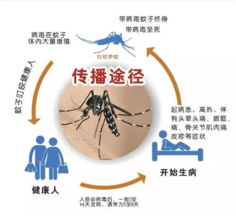 留意！浙江发现登革热输入病例