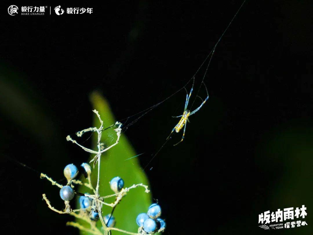 陪你去雨林 | 一群少年摸索家6天5晚西双版纳雨林之旅