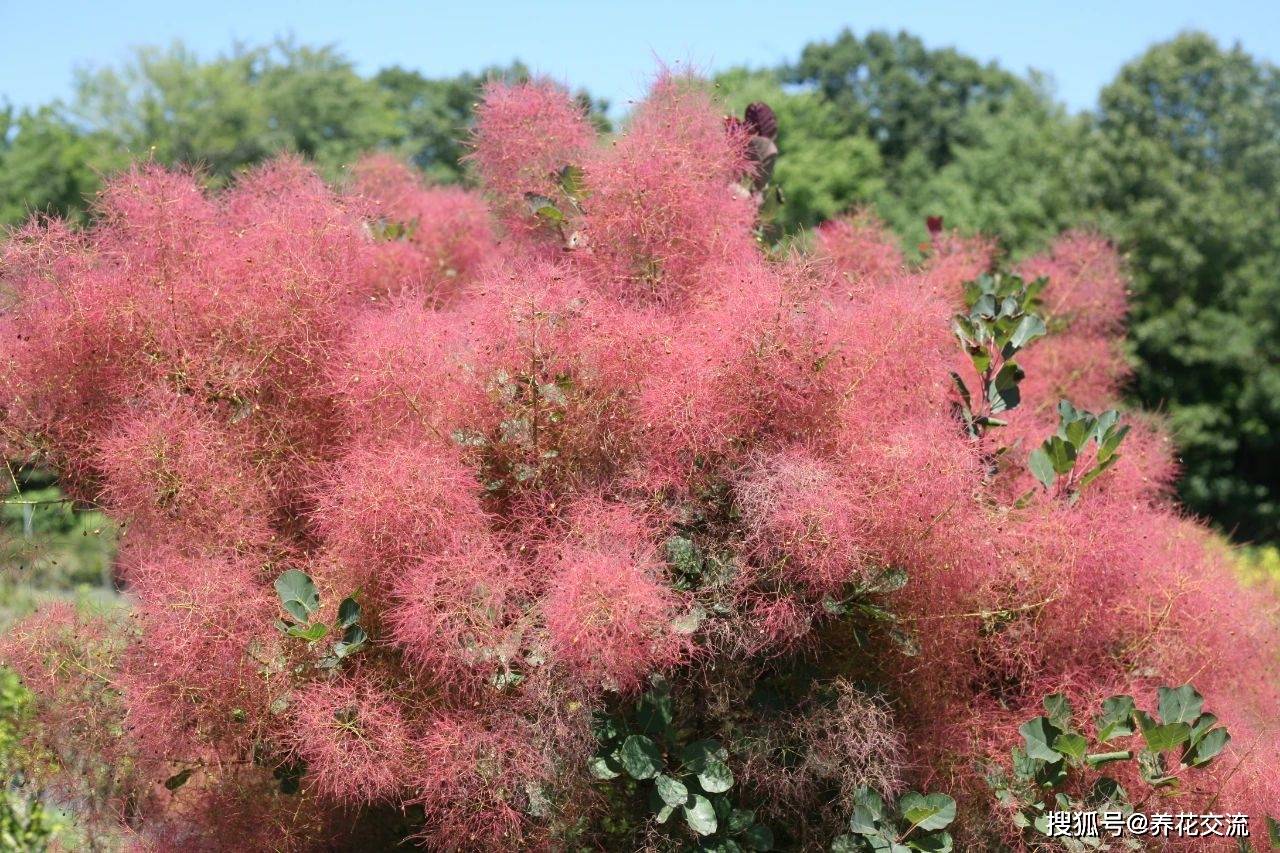 8种合适安插成篱笆花墙的藤本花卉，比冷冰冰的围栏都雅太多了