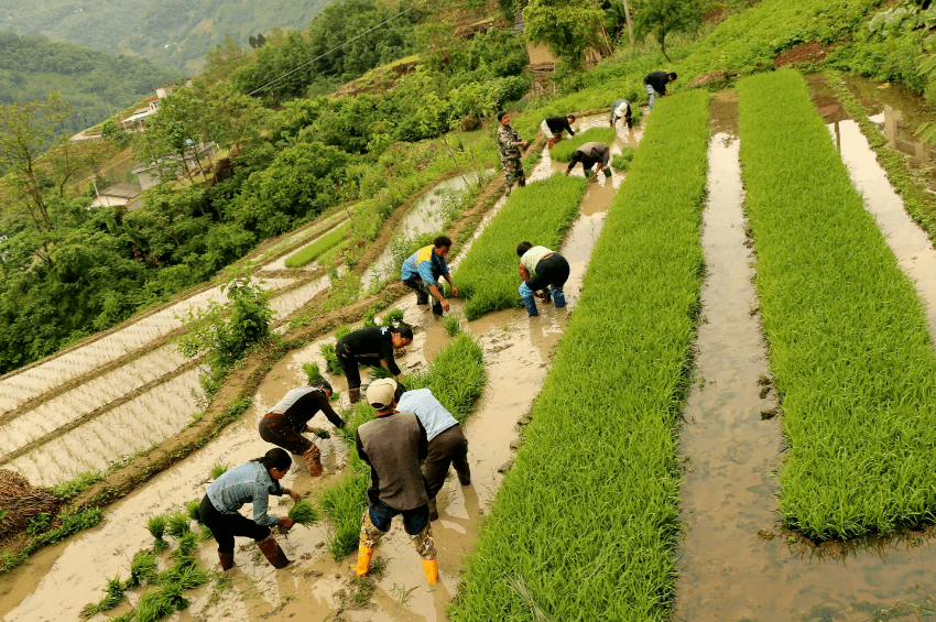 【原创诗词】周嗣远 | 繁卉虬枝飞落乱，泥尘香暗入君怀（诗词十九首）