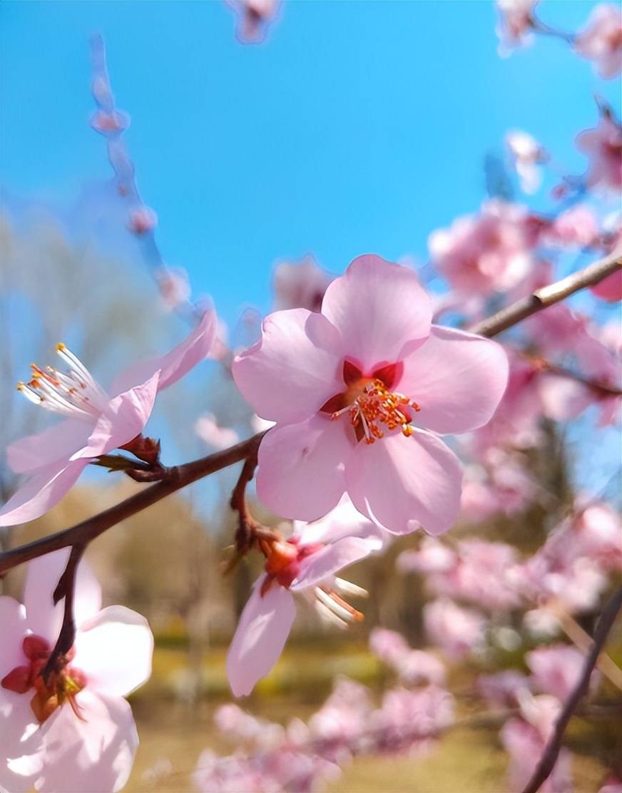 【原创诗词】周嗣远 | 繁卉虬枝飞落乱，泥尘香暗入君怀（诗词十九首）