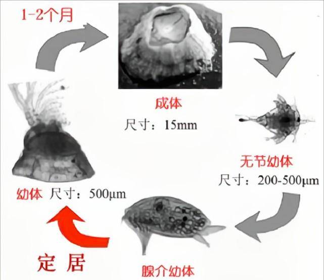 藤壶有多可怕？海洋中的低调寄生者，把鲸鱼、海龟熬煎得不成样子