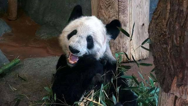 原标题：美国孟菲斯动物园：希望再租借一对年轻熊猫