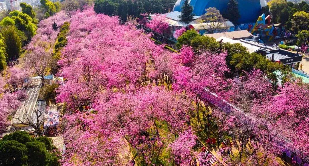 中日韩最美赏樱目标地都在那了！多国打消对华入境限造，彼此免签放宽“门槛”