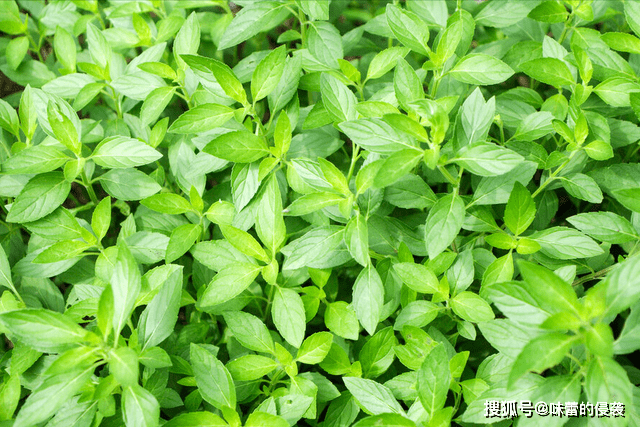 一到夏天、河南人就中了荆芥的毒！一天3顿、顿顿离不开，真上瘾