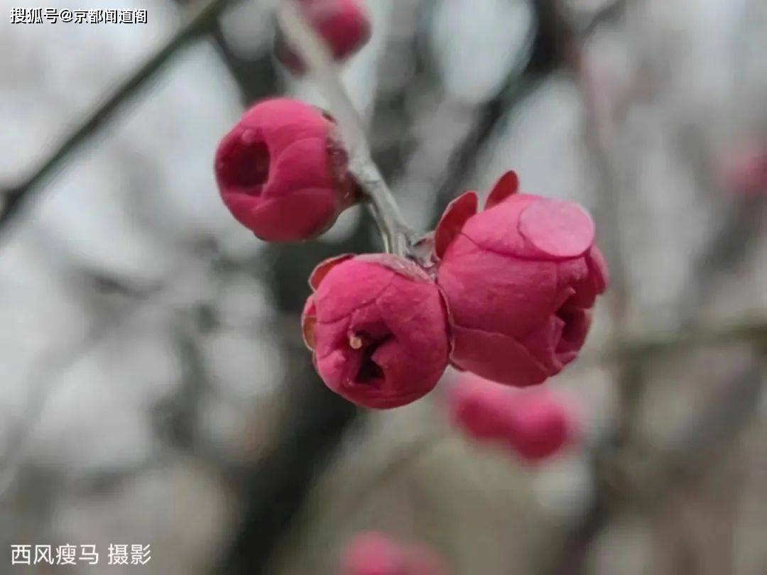 摄影配诗：茵陈（外两首）