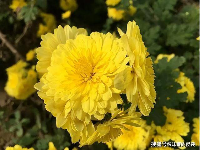 黄菊花的主要作用就是为降温补水，明艳柔美的黄菊花——云台冰菊其品质