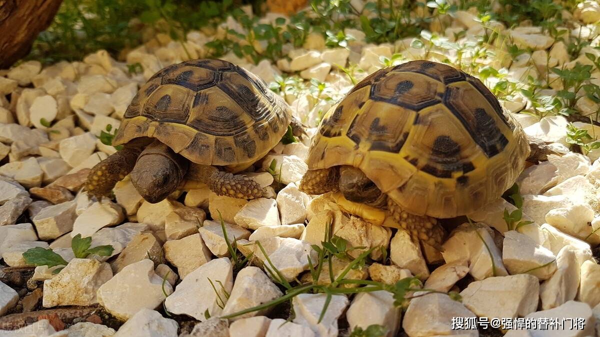 海龟的龟壳现实上是它的骨骼仍是皮肤？蚂蚁庄园今日谜底