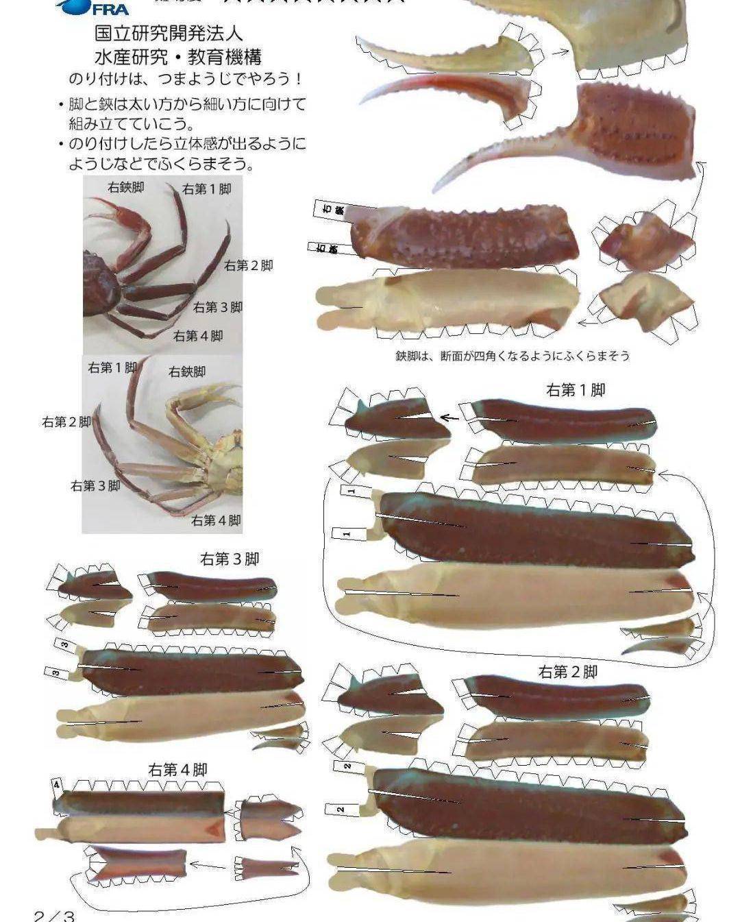 不是鱼露是鲈鱼哦！来看看那些以假乱实的纸模