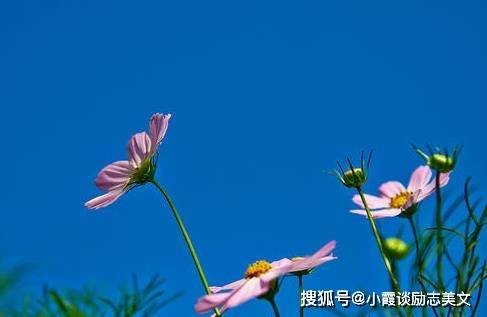 梦落齿光，大吉大利的预兆与家庭幸福的期许