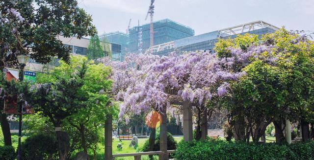 医学院校五个条理：霸主和双雄，南药和北药，军地8精英11金刚