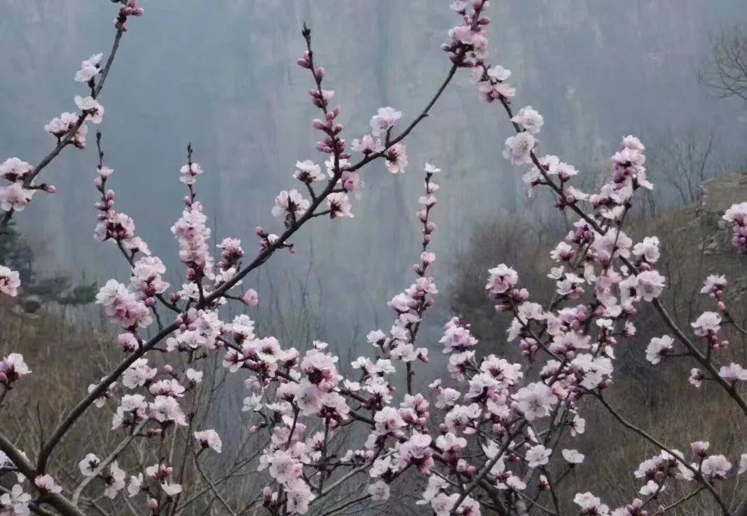 在新乡南太行山区有两个免费景区，一年四时都有美景，快保藏起来