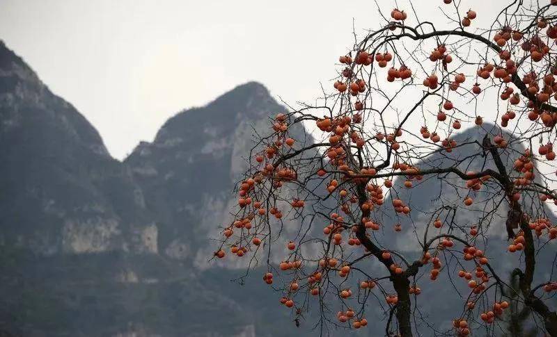 在新乡南太行山区有两个免费景区，一年四时都有美景，快保藏起来