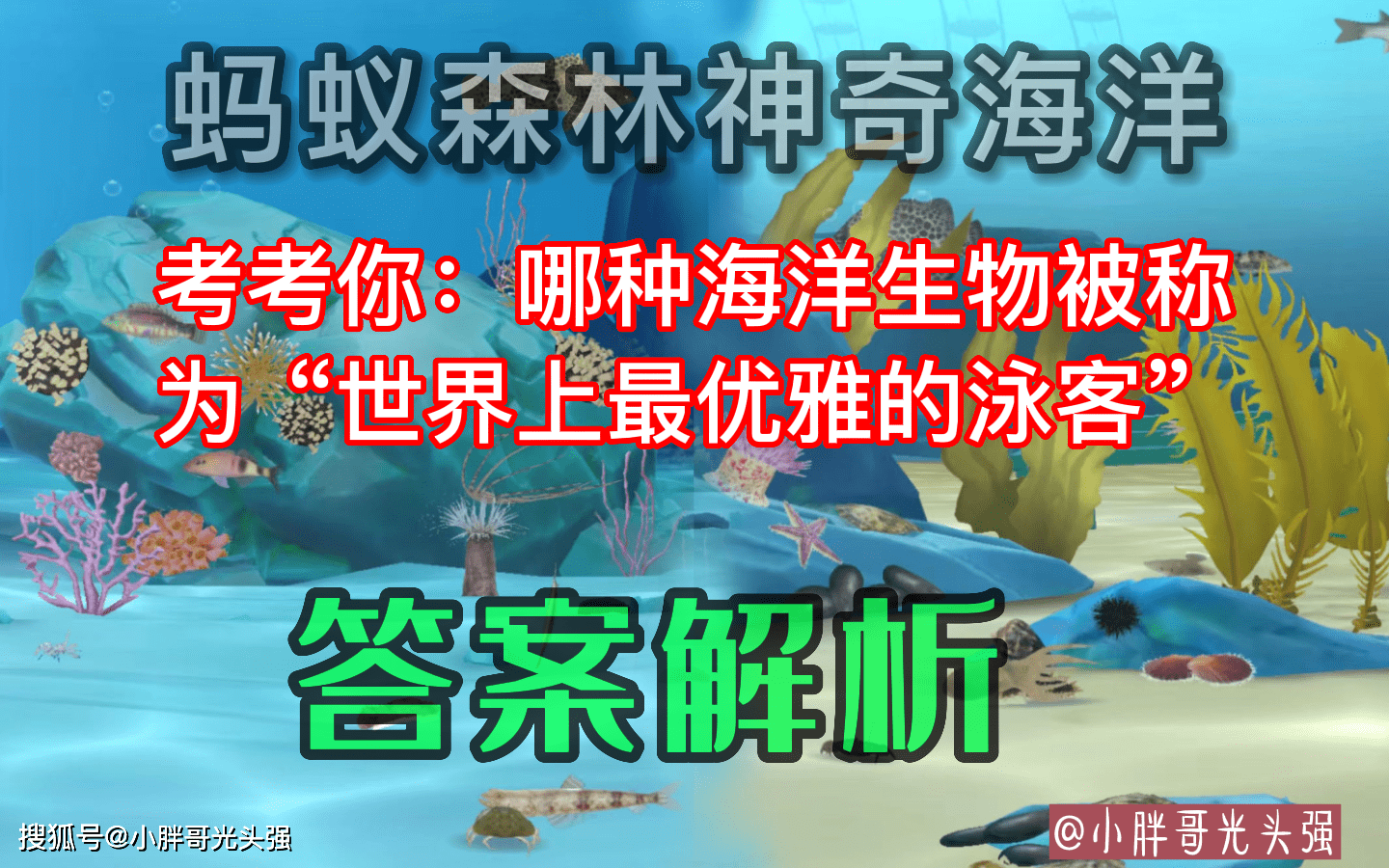 哪种海洋生物被称为“世界上更优雅的泳客”？蚂蚁丛林奇异海洋