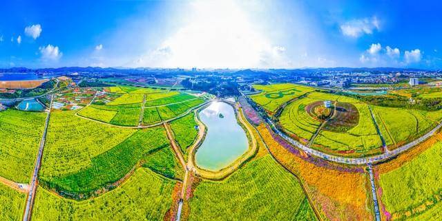 深圳三处免费看油菜花的处所，花香扑鼻，光景漂亮，摄影冷艳