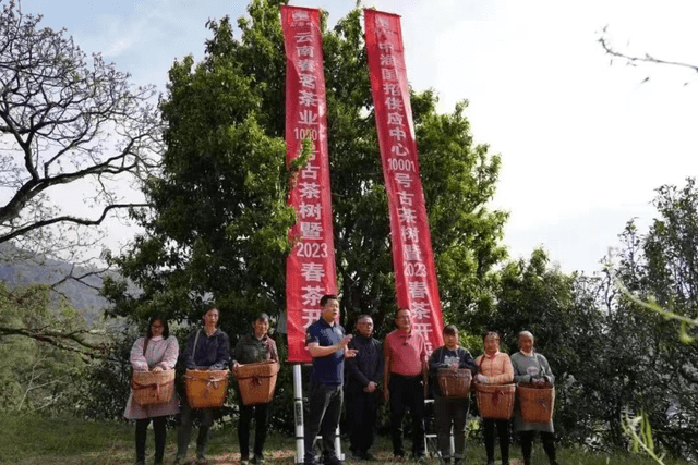 云南凤庆春茗茶业10001号古茶树开采 拉开春茶采摘序幕