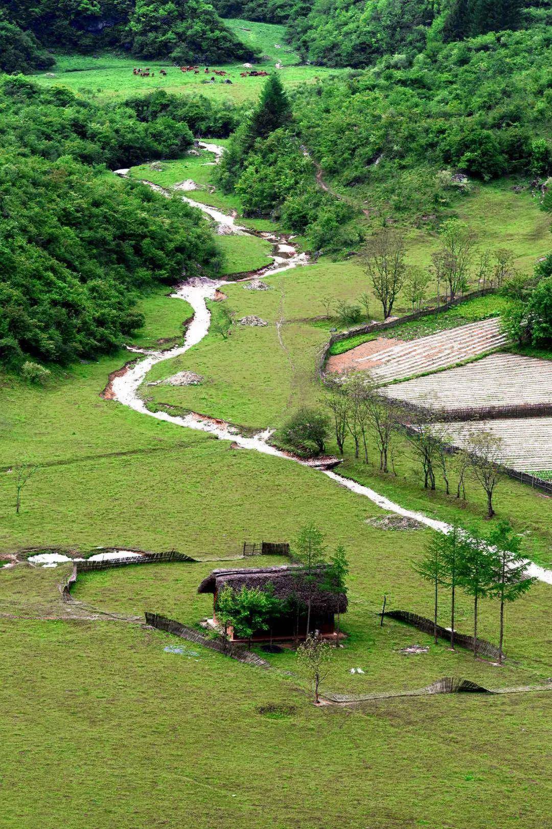 春入巴山丨那条绝美景不雅大道带你畅游金色油菜花海……