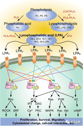 ����������֮GPCR�е������������Ӱ��