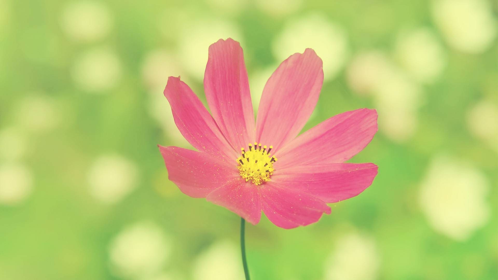 未来2年，四大生肖喜遇实爱，胜利脱节窘境，贵人锦上添花