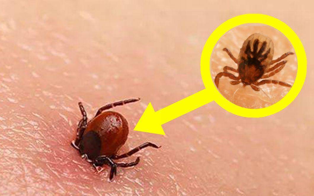 原创盘点世界十大吸血生物，你见过几种？