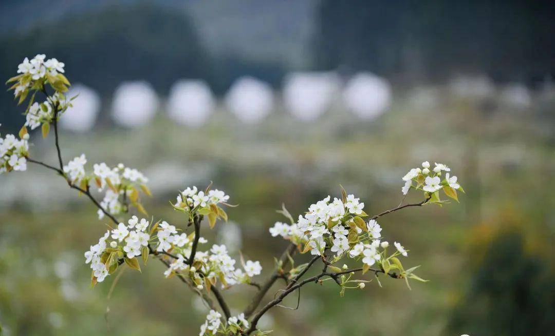 足不出户云赏花！明天上午！绵竹梨花节全程曲播……