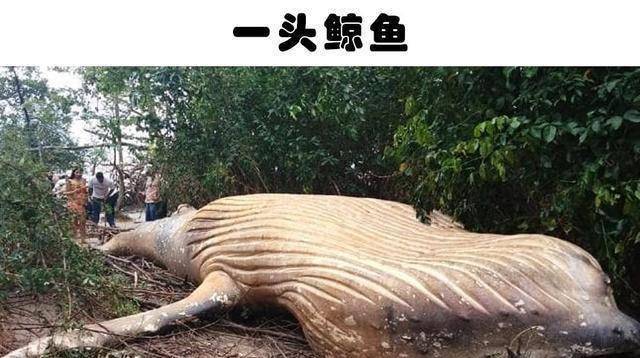 森林生物的发现：人类在森林中发现的10个足够惊人的发现