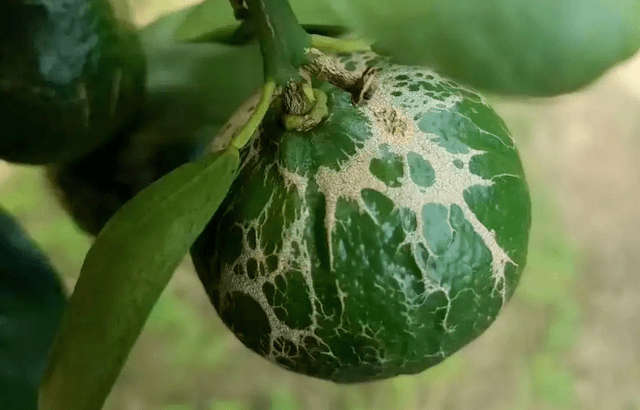 制止呈现花皮果，春季就要预防柑橘蓟马