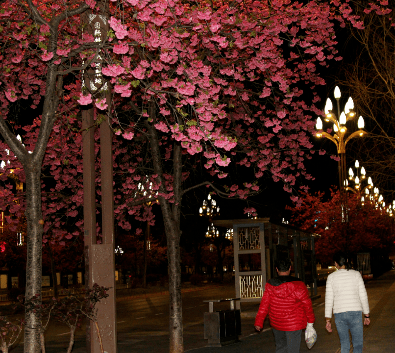 静听花开花落 解锁夜晚“换拆”