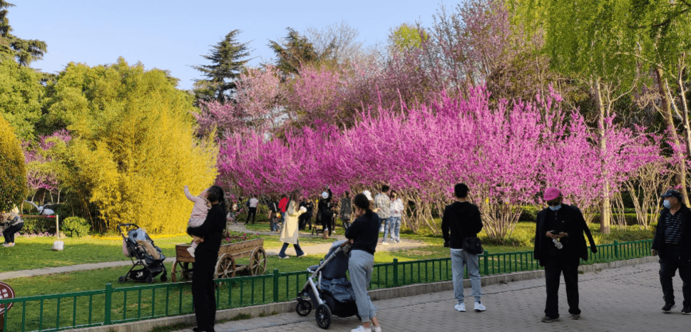 免费赏花地合集！郑州人春天常去的5个春游好去向分享！