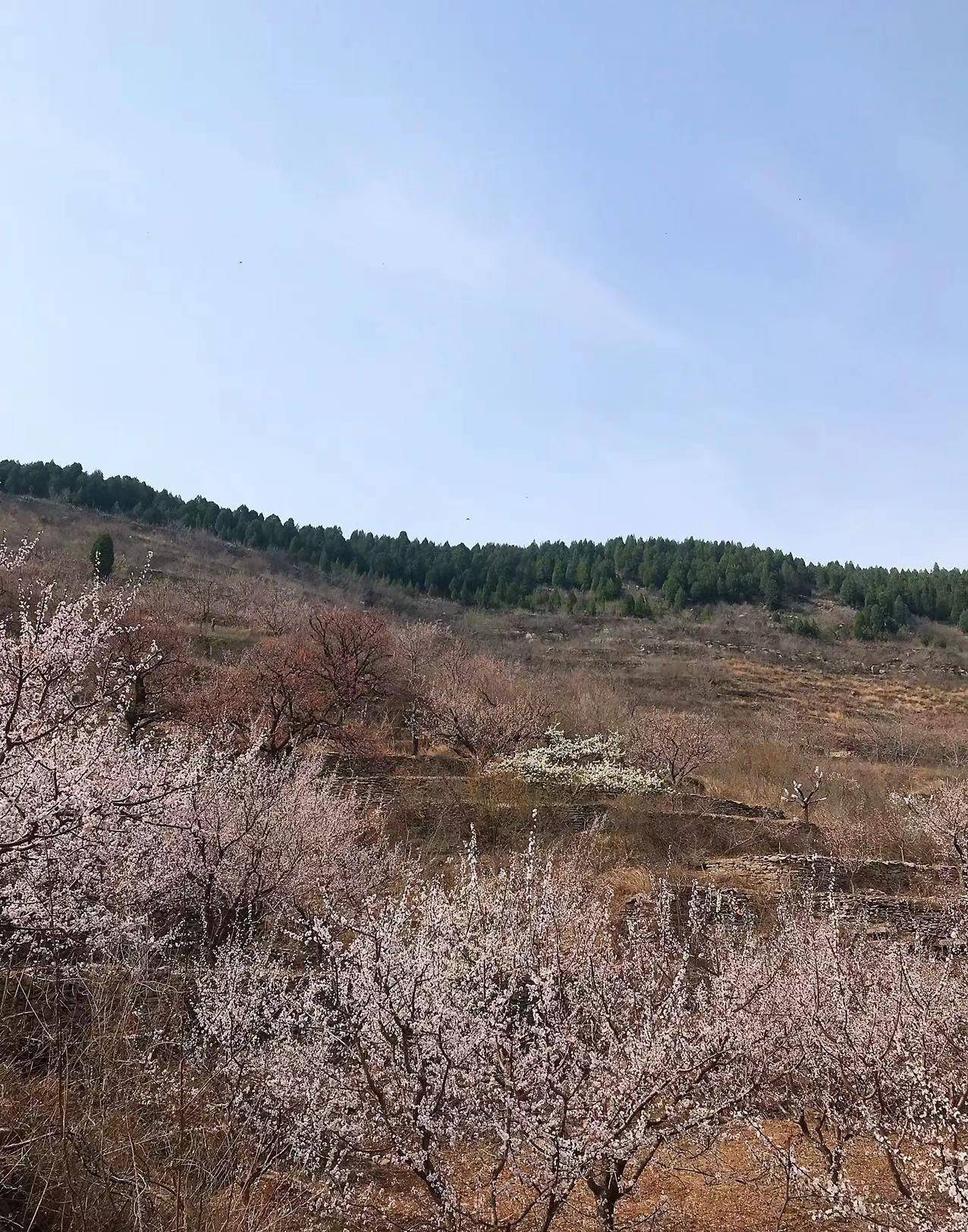 济南近郊一日游之赏杏花攀山头钻子房洞打泉水逛大集~